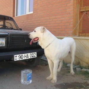 Ищу самого крупного самца А