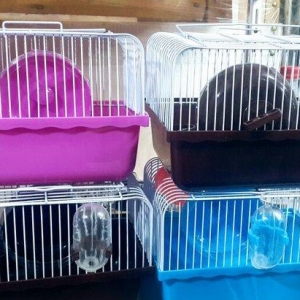 Teze cunqarik qefesleri satilir.Diger elanlar ucun whatsap ve ya Insta