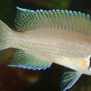 Princessa  Burundi Baliqlari. erkek ve maya cutu 3