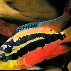 Salvini baligi cox gozel gorunuşlu baliqdir. erke