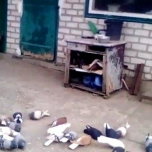 ag quyruglar var 20 dene goyler birde qaralar haml