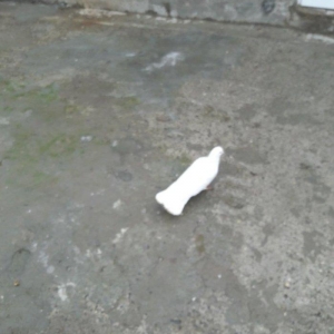 ag quyruglar var 20 dene goylerdi qaralardl temiz 