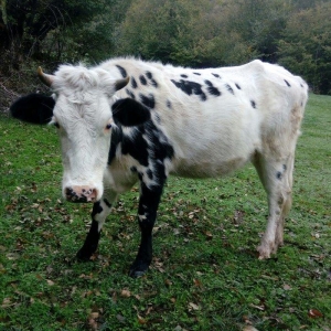 etlik, sudluk cinsli inek satilir. 1 qarin dogub. 5 ay bogazdir. qiyme