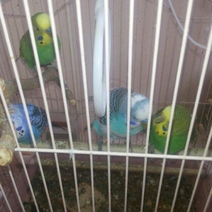 4 eded papuqay..2 fere,2 xoruz.2 si o biri cutun b