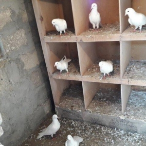 Ağ uzun quşlardı xaç quyruqdu 3 saat uçmaqlar