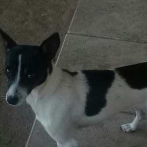 cek itlerdi ikiside diwidir heyeti qoruyan itlerdi