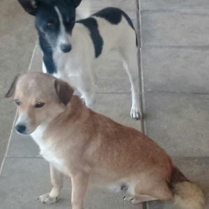 cek itlerdi ikiside diwidir heyeti qoruyan itlerdi adamcildi cox oldug