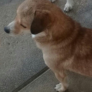 cek itlerdi ikiside diwidir heyeti qoruyan itlerdi adamcildi cox oldug