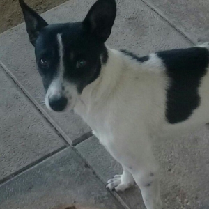 cek itlerdi ikiside diwidir heyeti qoruyan itlerdi adamcildi cox oldug