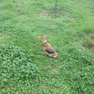 salam bir cut yasil bas satilir  manat sonu.veya yeke kekilli