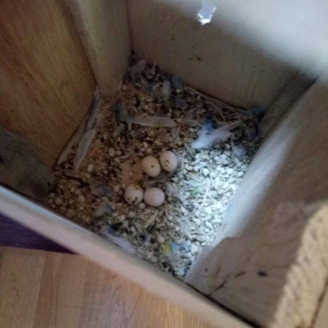 altinda dord yumurtasi var. qefesle satilir evde saxlanan quwlardi. ir