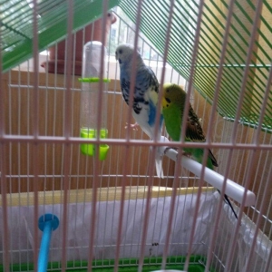 altinda dord yumurtasi var. qefesle satilir evde saxlanan quwlardi. ir