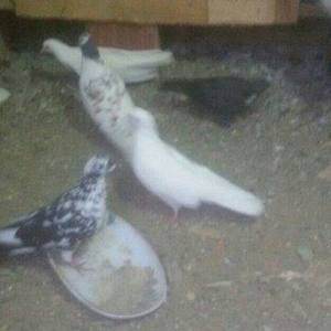 Salam 2i ag 1dosu cil 1de qarabas erkey 4du de tut