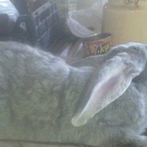 Rizinq 2 denedi erkey. Fevralin balasidi 1 ni deyiwerem diwiyle rizinq