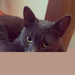 korat cinsi sotland pisiyide deyilir erkek 11 aylq 100 azn