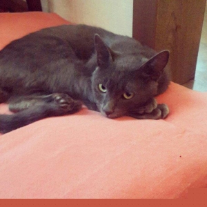 korat cinsi sotland pisiyide deyilir erkek 11 aylq 100 azn