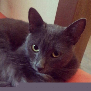 korat cinsi şotland pisiyide deyilir erkek 11 ayliq 100 azn