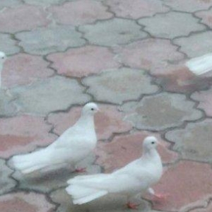 SATILIR 2 erkek 2 maya temiz aglardir uzun enliqyuruqlar salaq