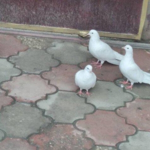 SATILIR 2 erkek 2 maya temiz aglardir uzun enliqyuruqlar salaq