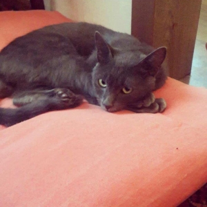 korat cinsi sotland pisiyide deyilir her ay muayneden kecb