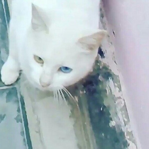 van golu pisiyi sakit pisiydir 80 Azn wp elaqe saxlaya bilersiz