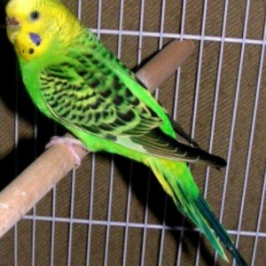 Erkek papuqay aliram. 8aydan 1ile qeder. rucnoy olsun. kimde varsa ela