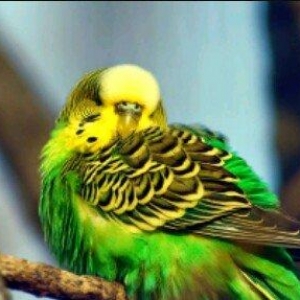 Erkek papuqay aliram. 8aydan 1ile qeder. rucnoy olsun. kimde varsa ela