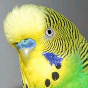 Erkek papuqay aliram. 8aydan 1ile qeder. rucnoy olsun. kimde varsa ela