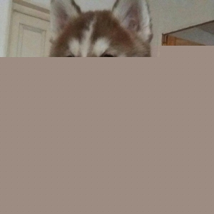 xaski bala diwi 2 aylig.tam saglam.