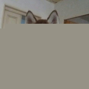 xaski bala diwi 2 aylig.tam saglam.