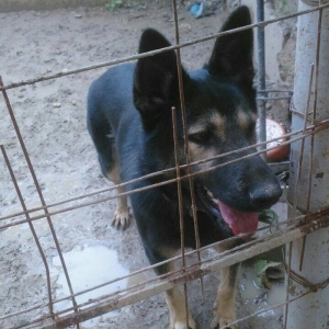 erkey avcarka 1 yas 5 ayliqdu cox aktiv itdir  hey