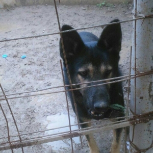 erkey avcarka 1 yas 5 ayliqdu cox aktiv itdir  heyeti qoruyur usaqlarl