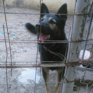 erkey avcarka 1 yas 5 ayliqdu cox aktiv itdir  heyeti qoruyur usaqlarl