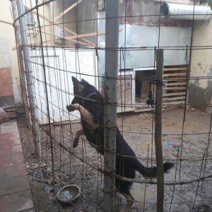 erkey avcarka 1 yas 5 ayliqdu cox aktiv itdir  heyeti qoruyur usaqlarl