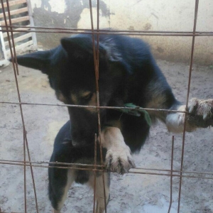 erkey avcarka 1 yas 5 ayliqdu cox aktiv itdir  heyeti qoruyur usaqlarl