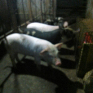 salam 1.5 ayliq cowkalar satilir nece lazimdi yem yeyirler  yaxwi inki