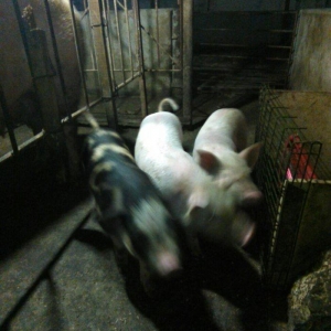 salam 1.5 ayliq cowkalar satilir nece lazimdi yem yeyirler  yaxwi inki