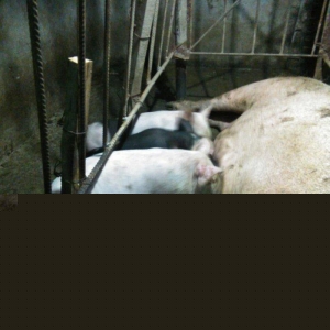 salam 1.5 ayliq cowkalar satilir nece lazimdi yem yeyirler  yaxwi inki