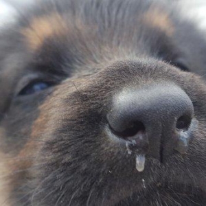 Alman avcarkasi anasi ve atasi temizdir 2 ay 9gunl