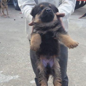 Alman avcarkasi anasi ve atasi temizdir 2 ay 9gunlukdu 2 side erkekdi