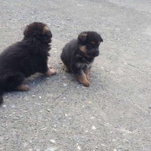 Alman avcarkasi anasi ve atasi temizdir 2 ay 9gunlukdu 2 side erkekdi