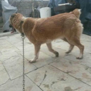 Tecili satilir 10ayliqdi yerim olmadigi ucun satiram