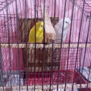 ikiside erkeydi . gorunduyu kimi biri tam sari bir