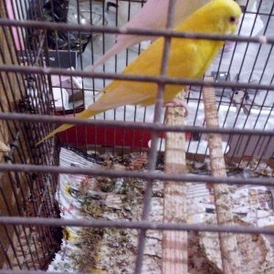 ikiside erkeydi . gorunduyu kimi biri tam sari biride tam agdi hec bir