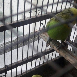 erkək və dişi məhəbbət quşları.Qəfəsləri tam yığılmadır yuvaları ilə b