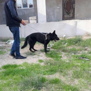 yevrapeyka 1illiydi dil bilir. erkeydi .iyneleri vurub tam saglamdir r