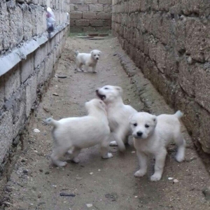 salam aģ alabay balaları satiram wekiller realdi natura temiz balalard