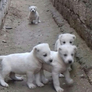 salam aģ alabay balaları satiram wekiller realdi natura temiz balalard