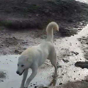 Salam Temiz Natura Aģ Alabay Balası Satiram Wekil realdi maraqlanan we