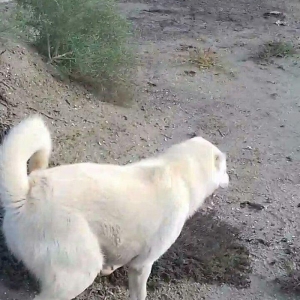 Salam Temiz Natura Aģ Alabay Balası Satiram Wekil realdi maraqlanan we